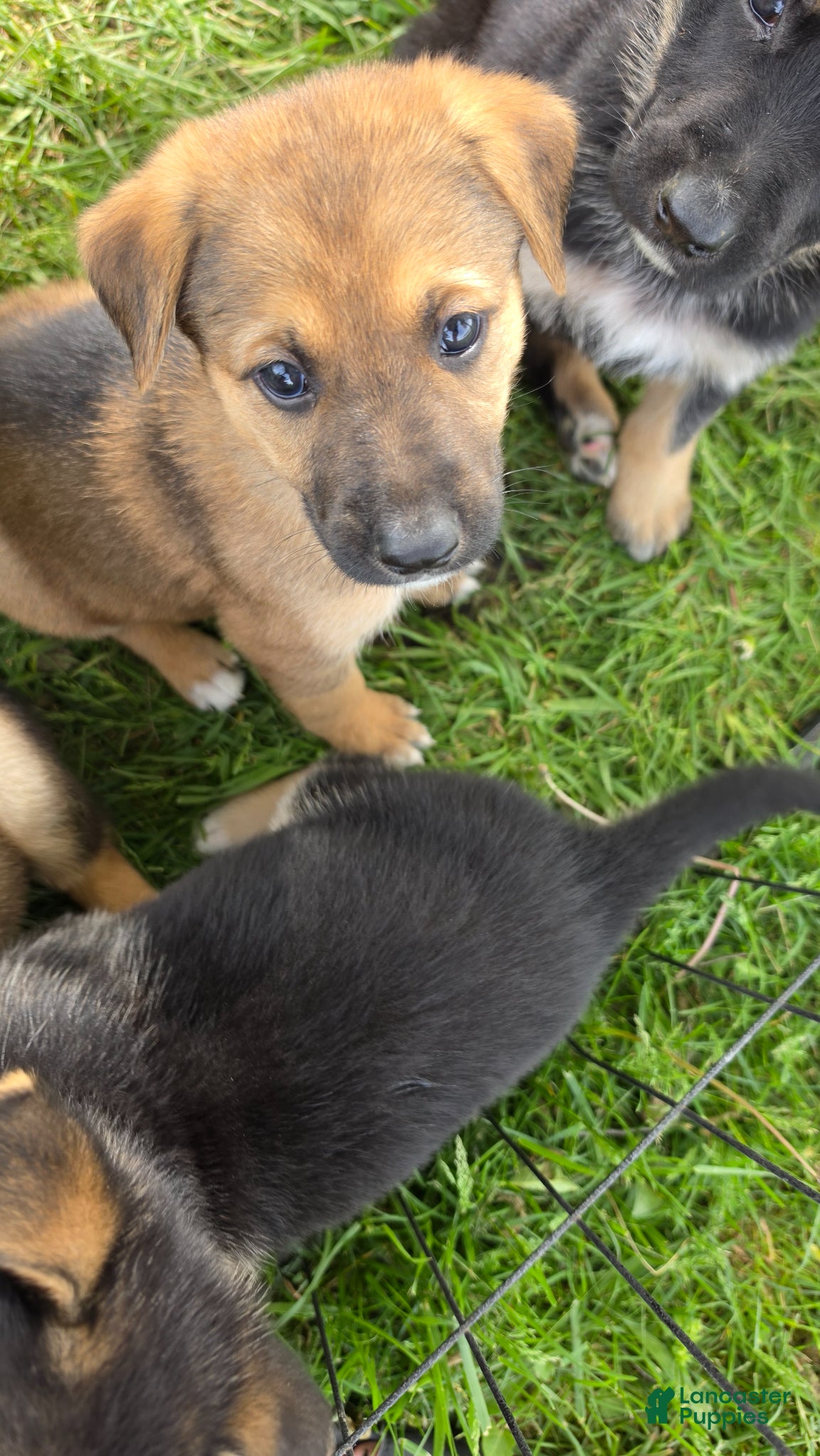 German Shepherd dogs German Shepherd Puppy 1 - Ad 1