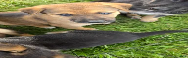 German Shepherd Puppy 1