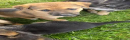 German Shepherd dogs for sale: German Shepherd Puppy 1 - Ad 1