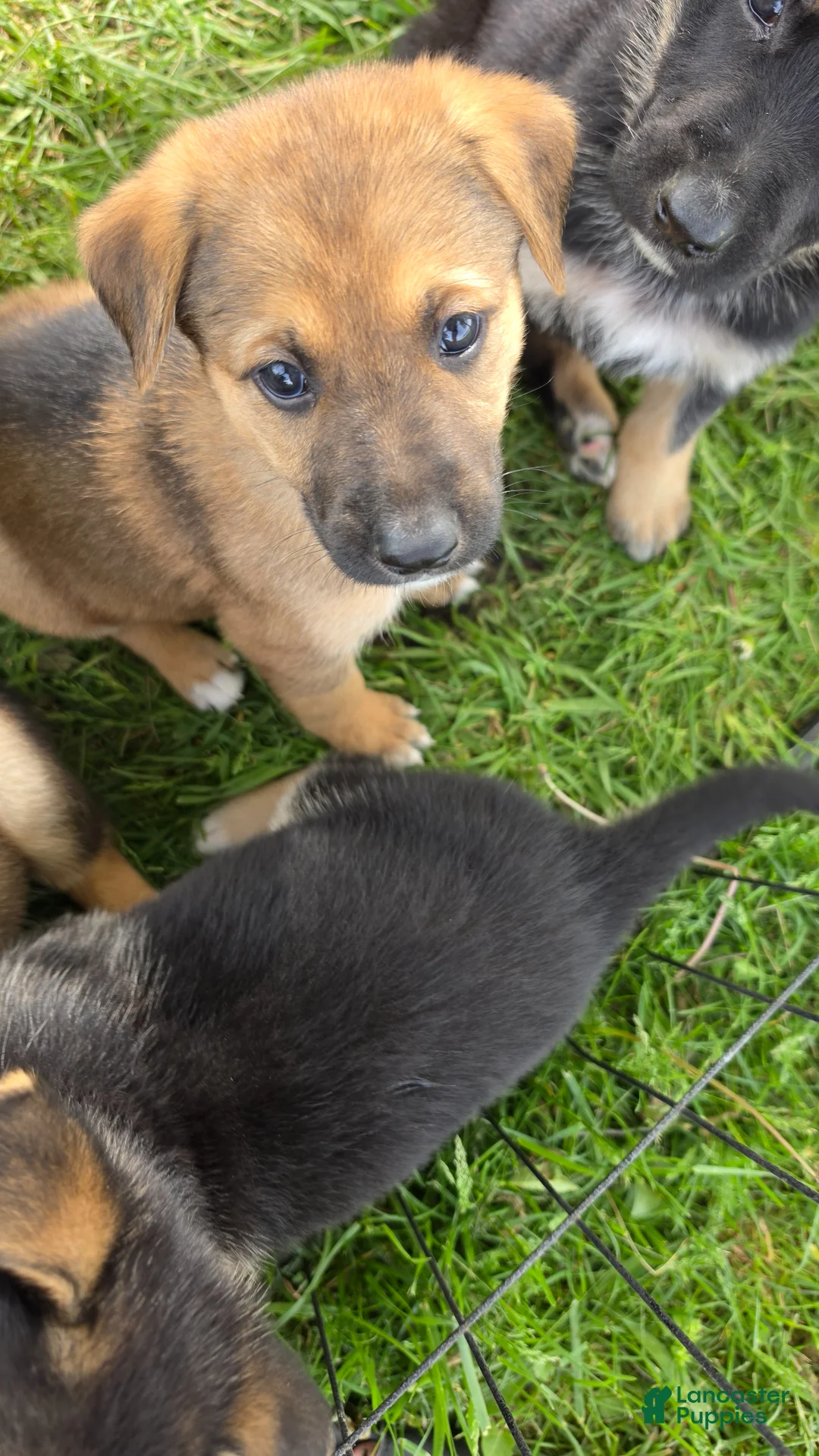 German Shepherd dogs for sale: German Shepherd Puppy 1 - Ad 1
