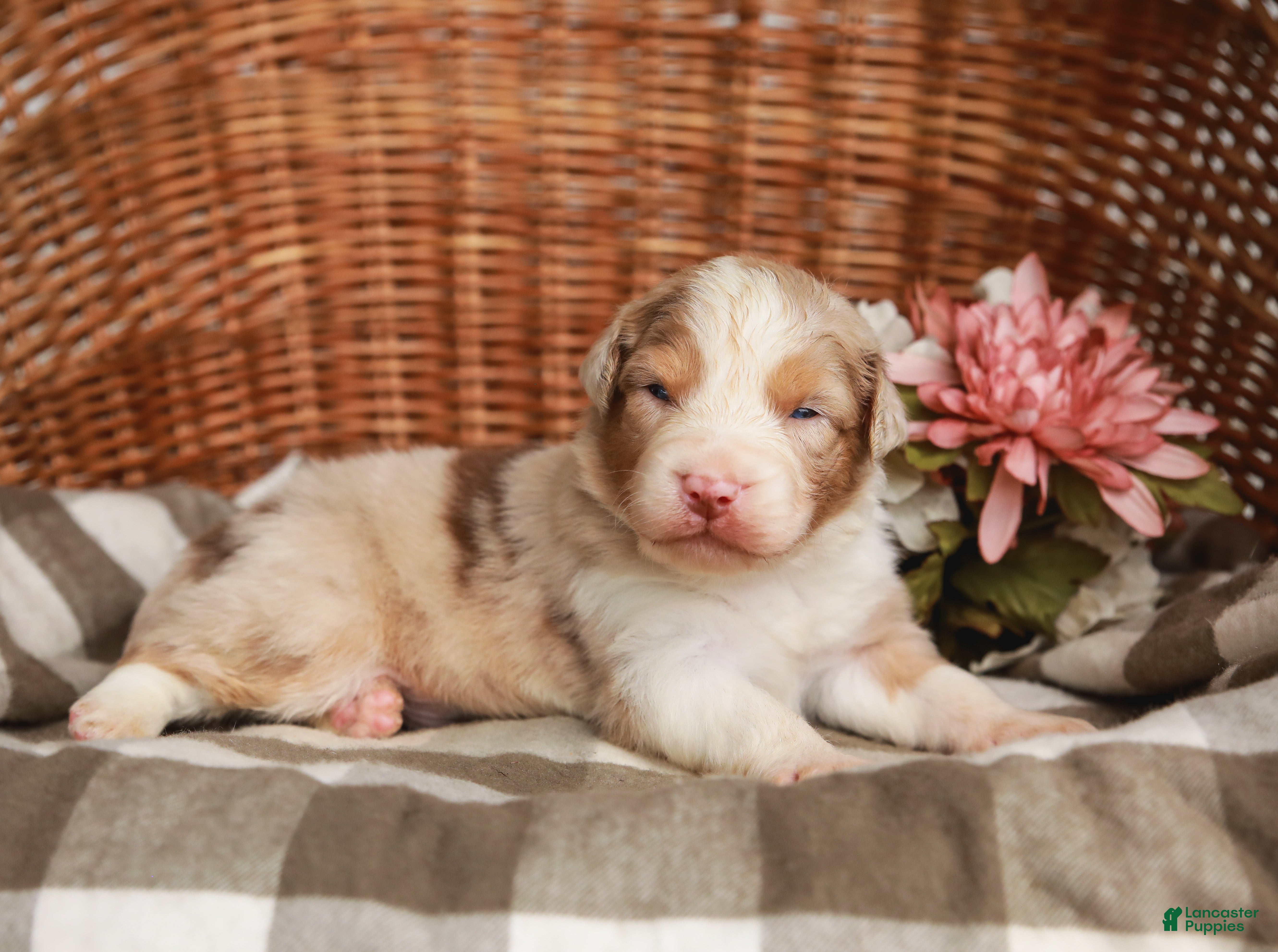Australian Shepherd dogs Winston - Ad 2