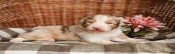 Australian Shepherd dogs for sale: Winston - Ad 2