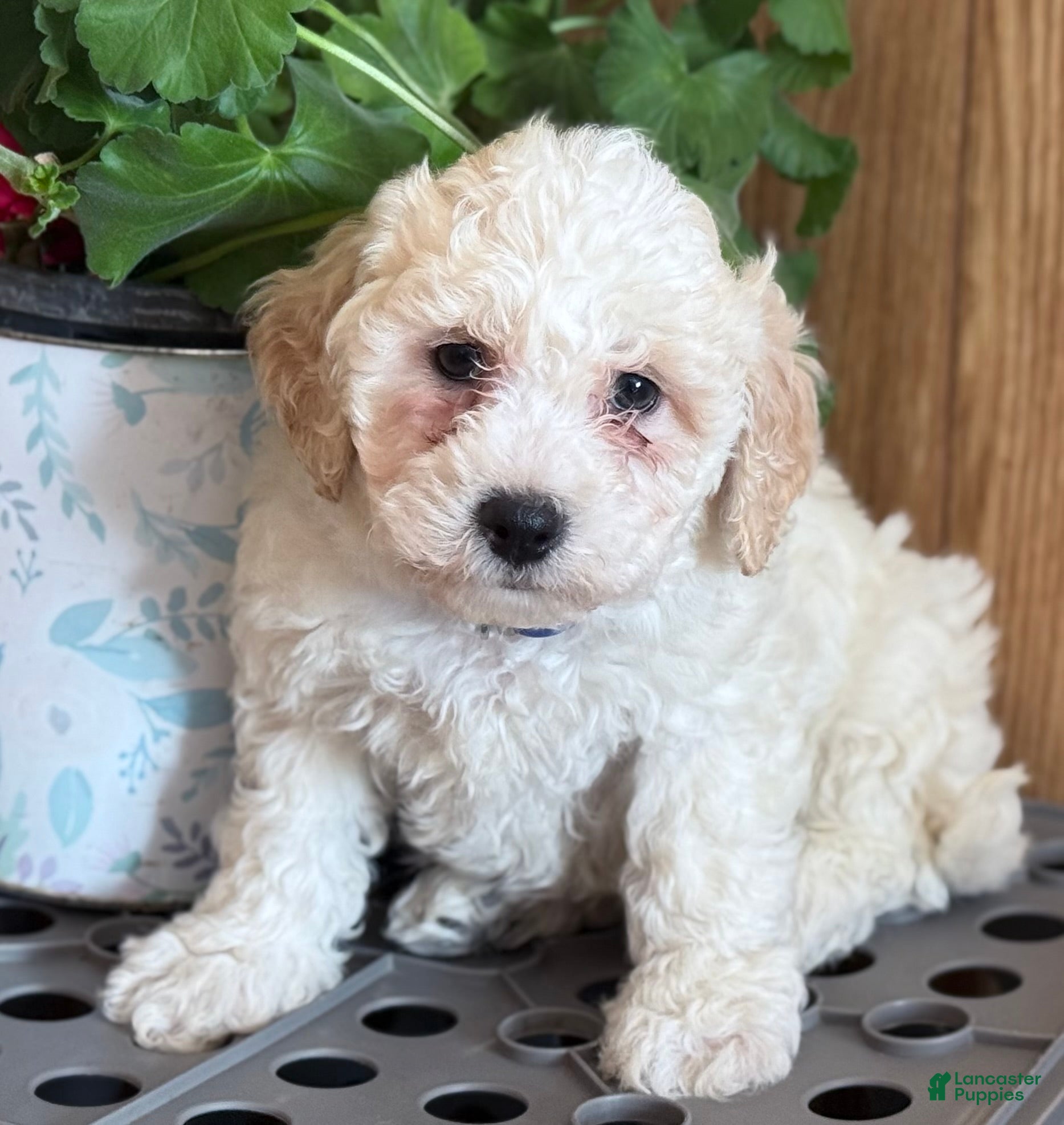 Bichpoo dogs Snowball - Ad 2