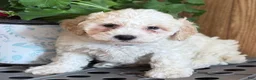 Bichpoo dogs for sale: Snowball - Ad 2