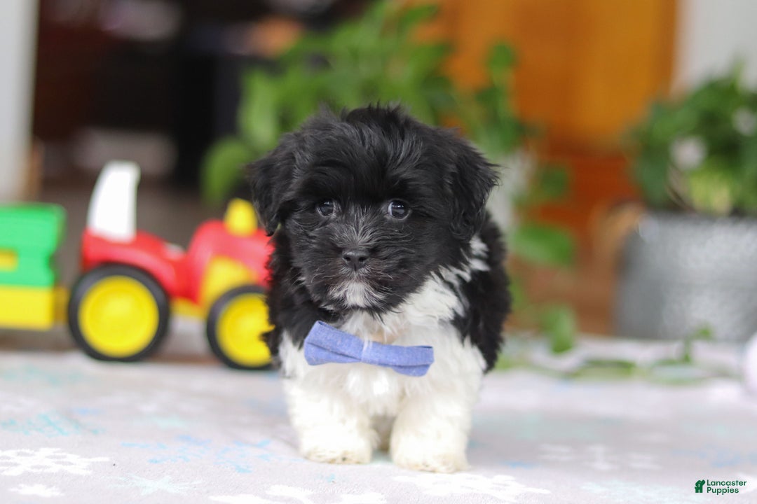 Havanese dogs for sale: Zach - Ad 1