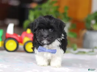 Havanese dogs Zach - Ad 36