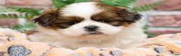 Shih Tzu dogs for sale: Barnaby  - Ad 5