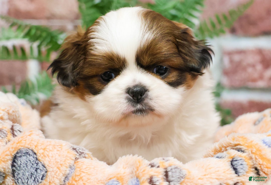 Shih Tzu dogs for sale: Barnaby  - Ad 5