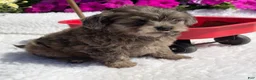 Pomapoo dogs for sale: Kyah - Ad 7