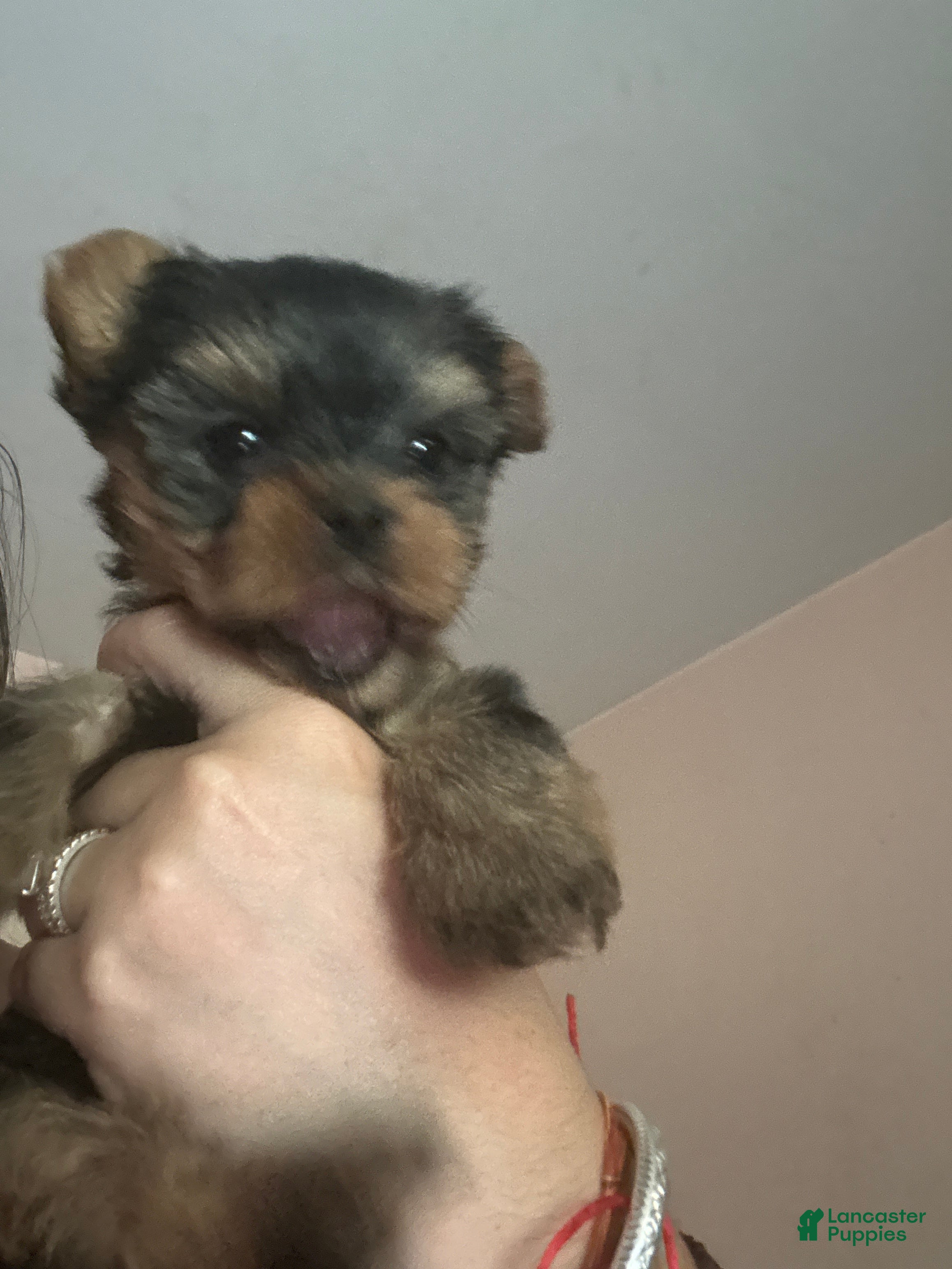 Yorkshire Terrier dogs for sale: Yorkshire Terrier Puppy 4 - Ad 2