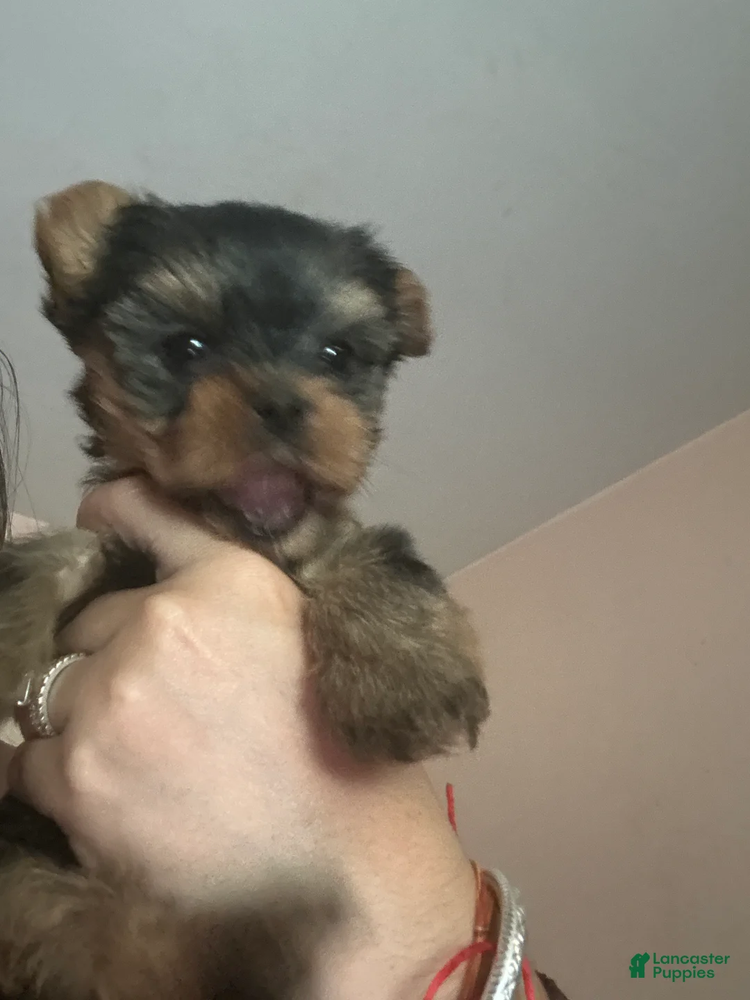 Yorkshire Terrier dogs for sale: Yorkshire Terrier Puppy 4 - Ad 1
