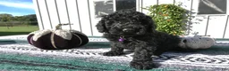 Mini Goldendoodle dogs for sale: Mini Goldendoodle 5 Elly - Ad 1