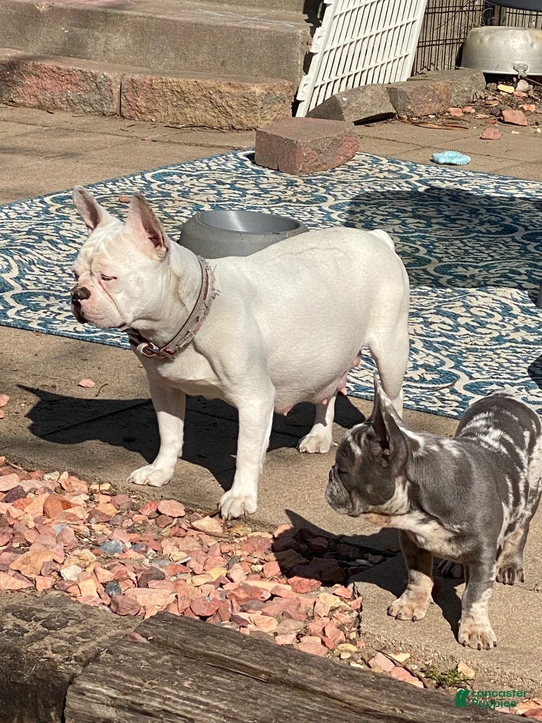 French Bulldog dogs for sale: French Bulldog 5 - Ad 2