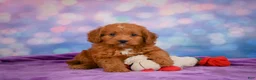 Mini Goldendoodle dogs for sale: ROXANNE - Ad 6
