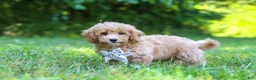 Bichpoo dogs for sale: Charlie  - Ad 6