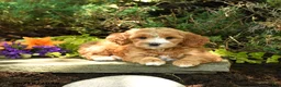 Mini Goldendoodle dogs for sale: Willow - Ad 2