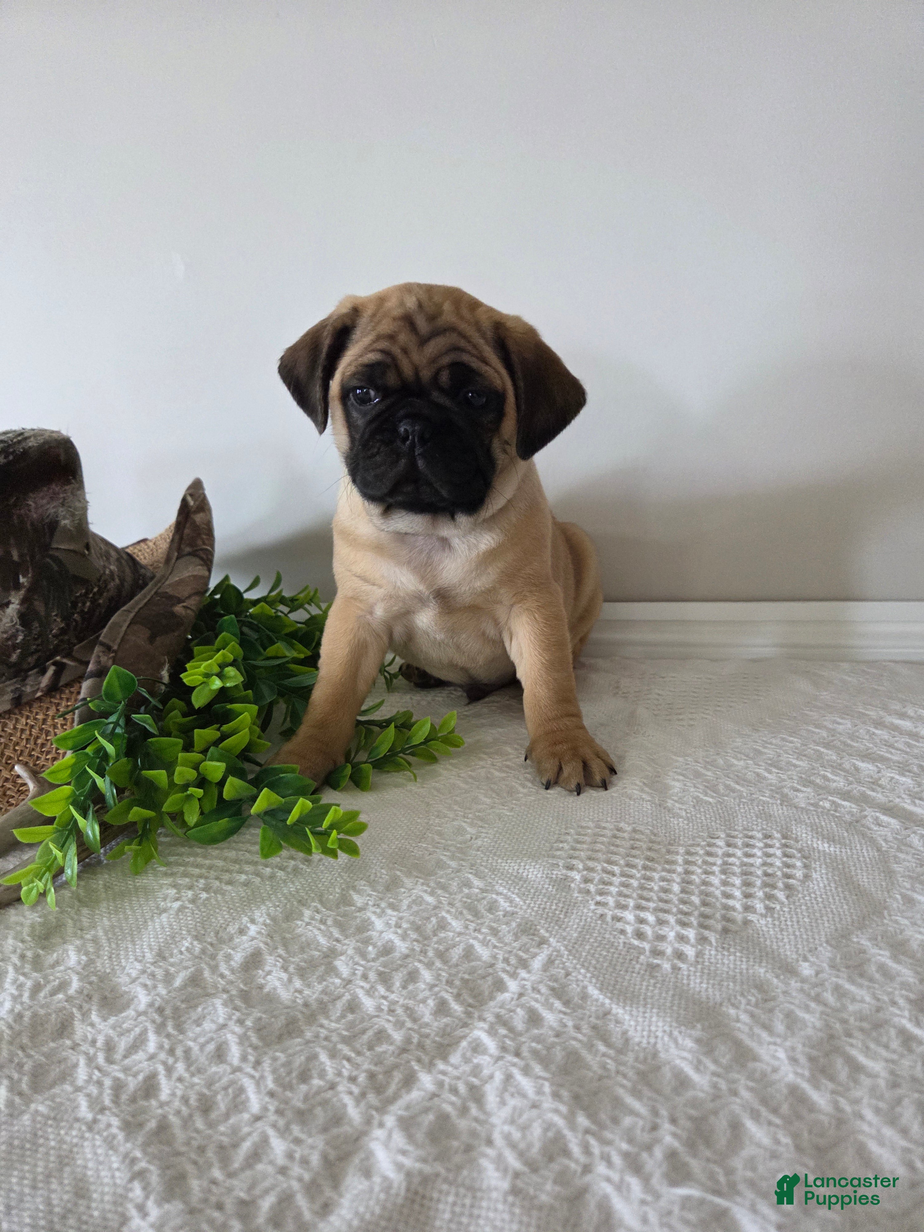 Puggle dogs Duke - Ad 1