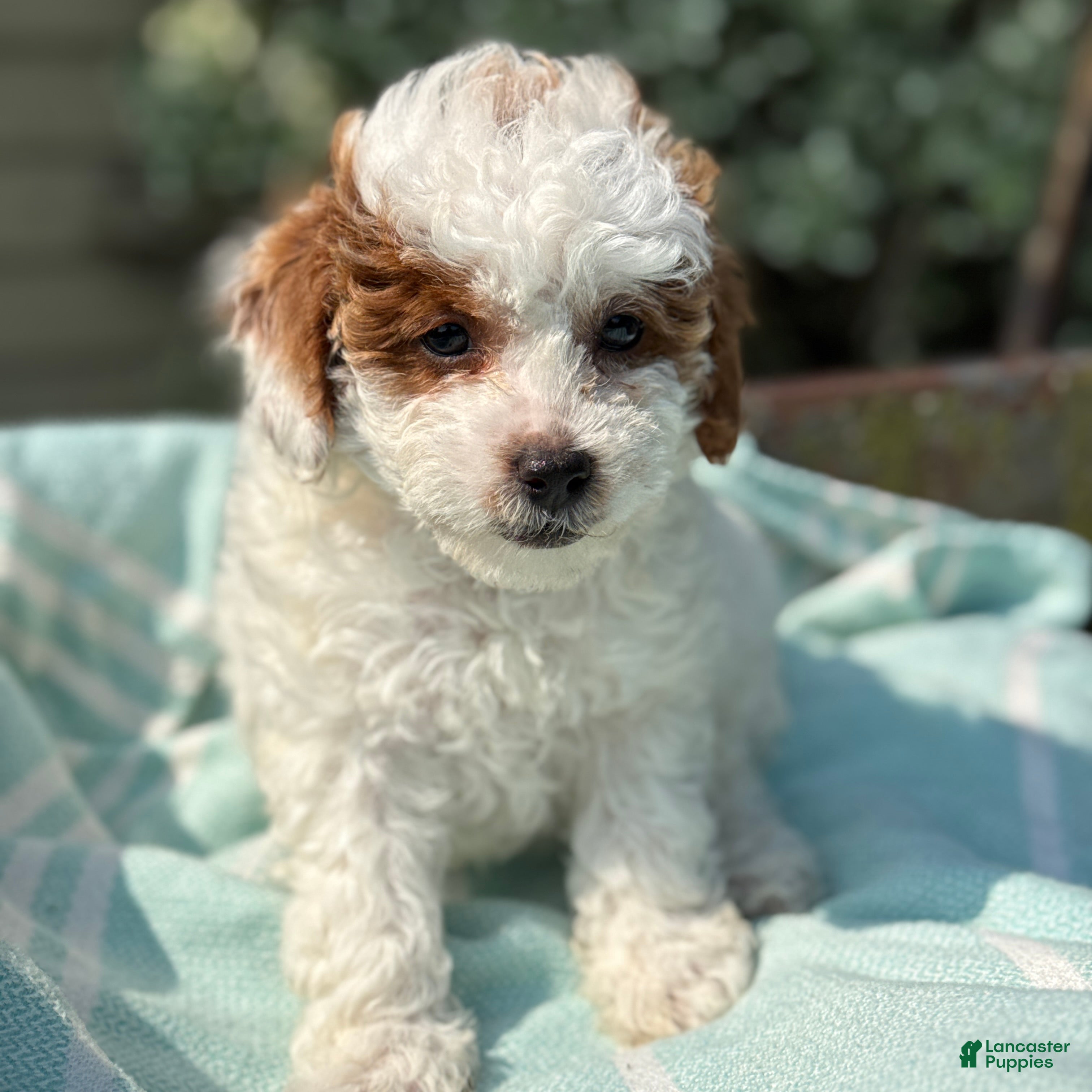 Toy Poodle dogs Taffy - Ad 2