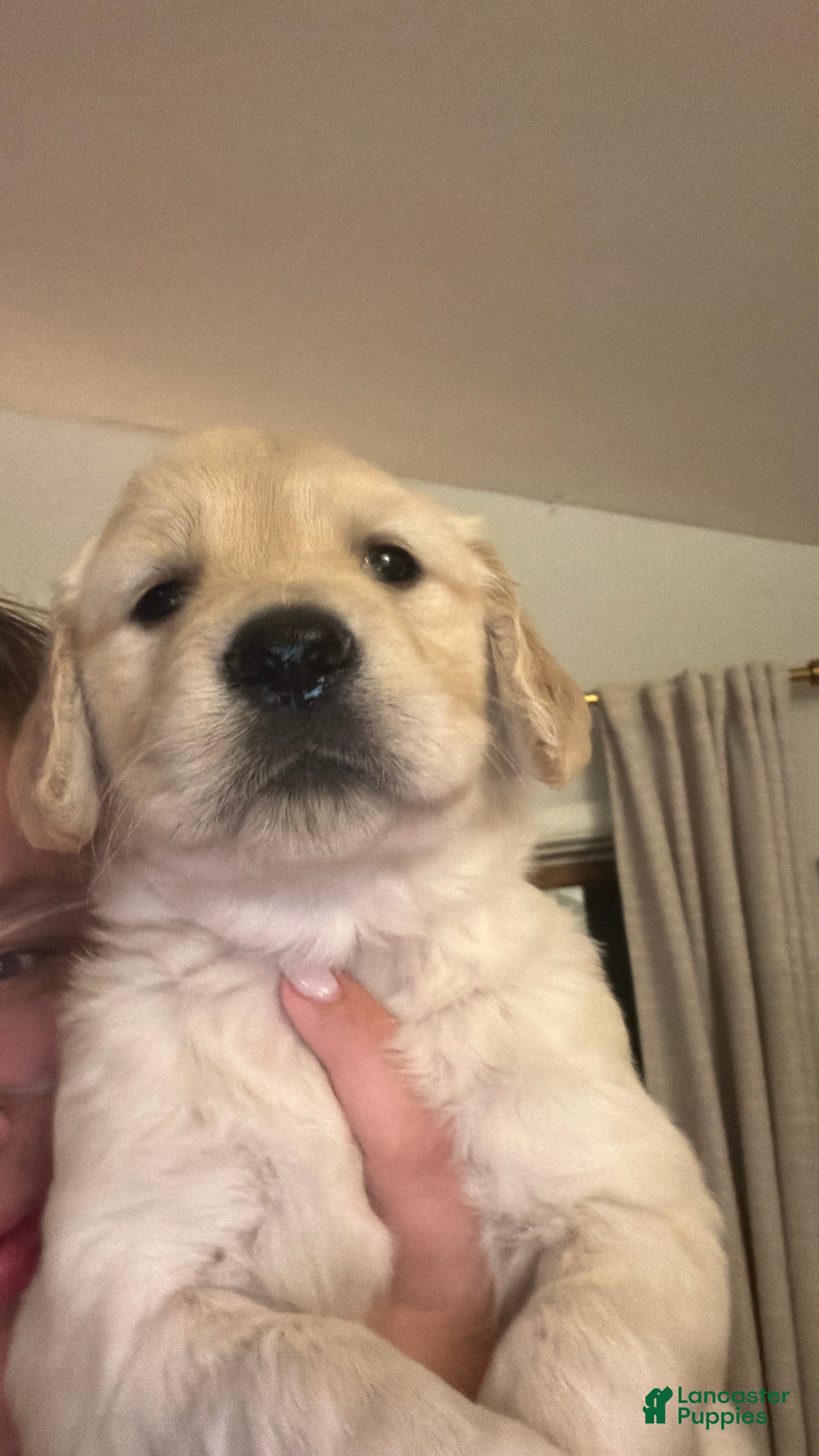 Golden Retriever dogs for sale: Pancake - Ad 2