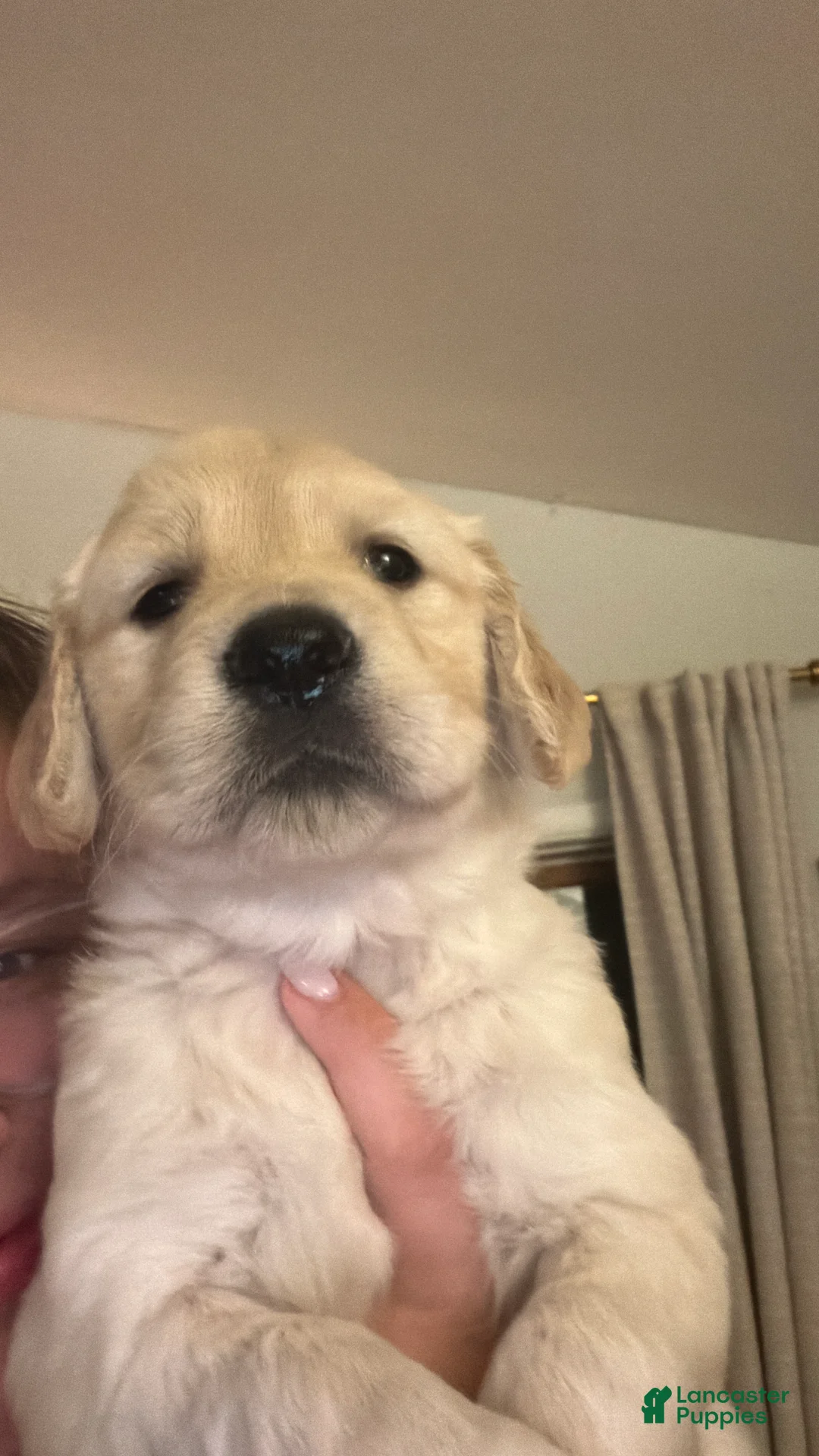 Golden Retriever dogs for sale: Pancake - Ad 1
