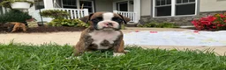 Boxer dogs for sale: Koby - Ad 4