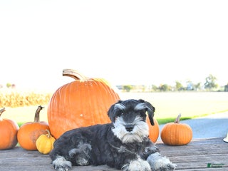 Miniature Schnauzer dogs - Ad 8