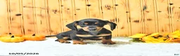Miniature Dachshund dogs for sale: Tucker - Ad 2