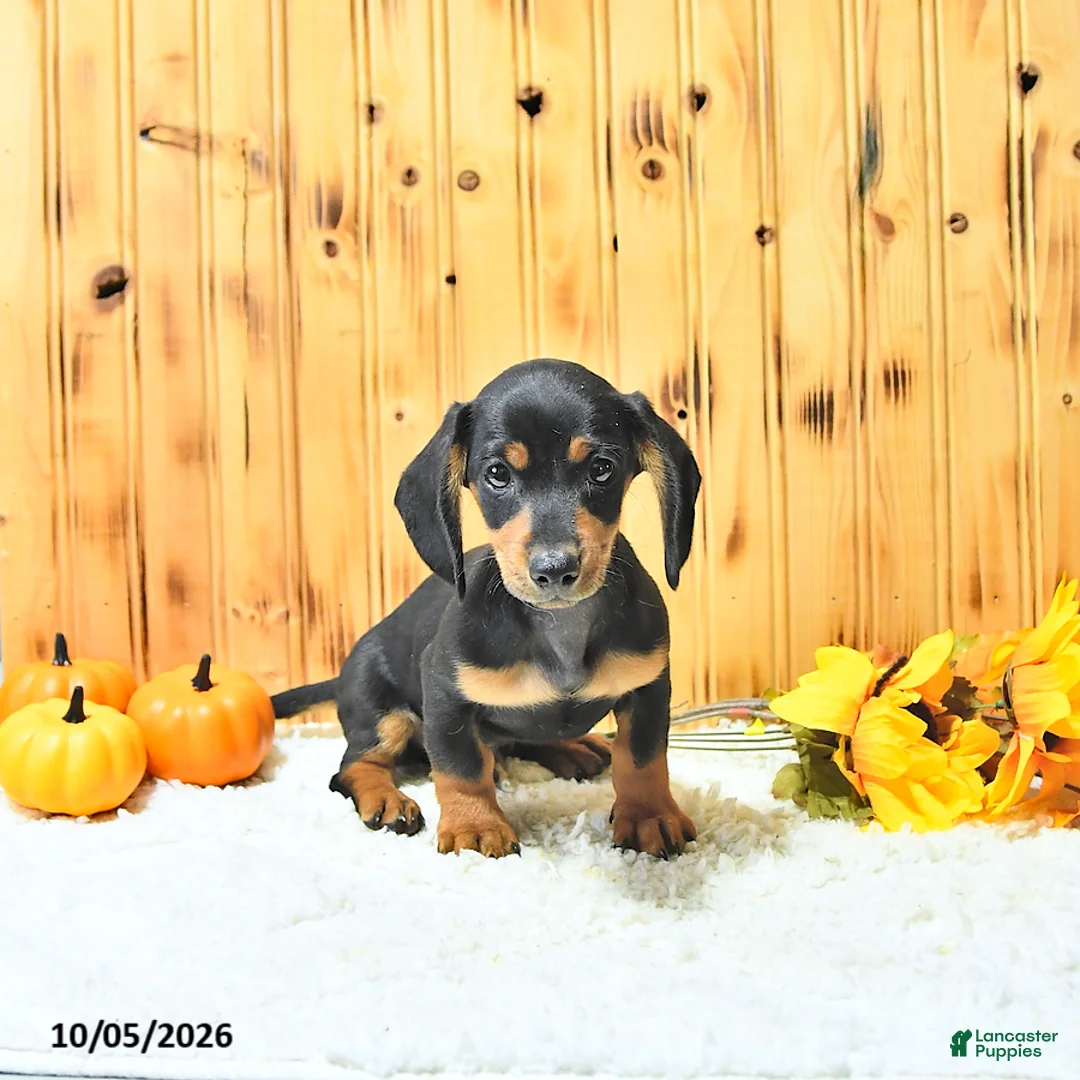 Miniature Dachshund dogs for sale: Tucker - Ad 2