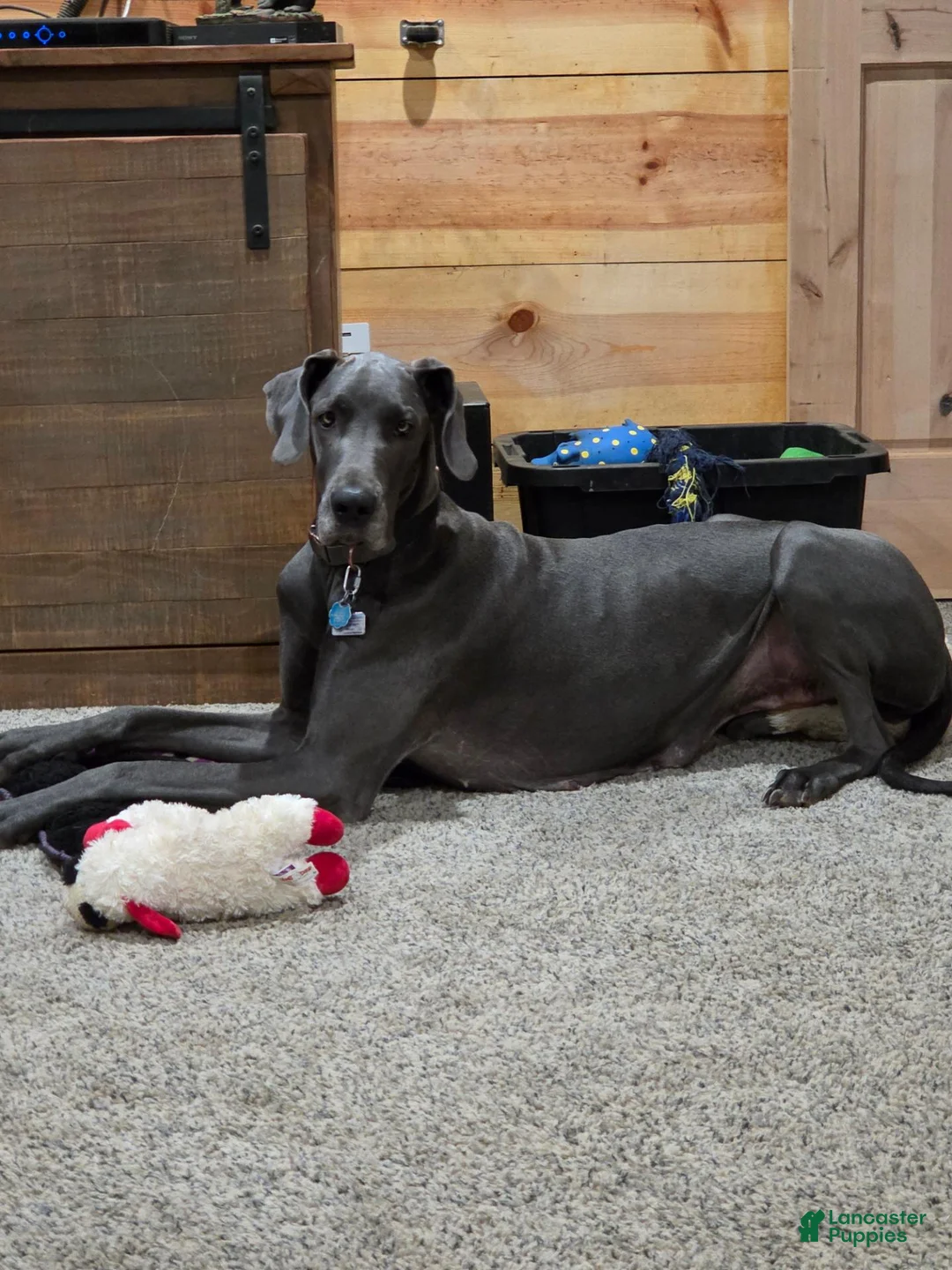 Great Dane dogs for sale: Great Dane 2 Black collar - Ad 5