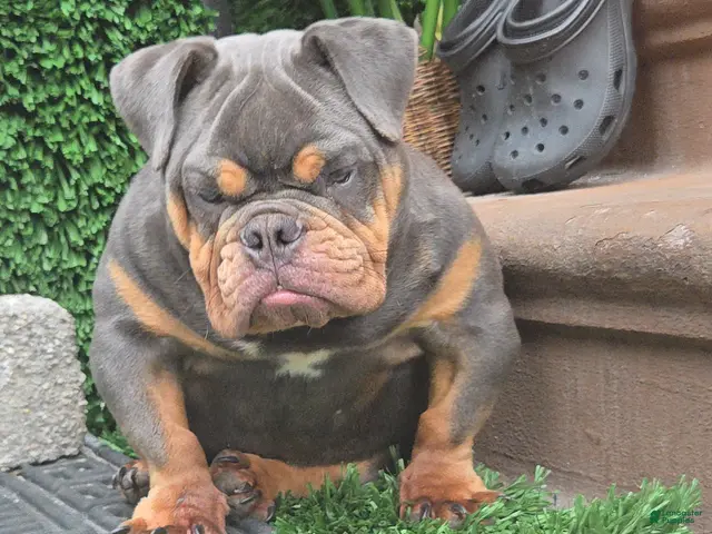 English Bulldog dogs for sale: BLUE - Ad 1