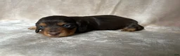 Miniature Dachshund dogs for sale: Akc Reed DNA OFA LH - Ad 3