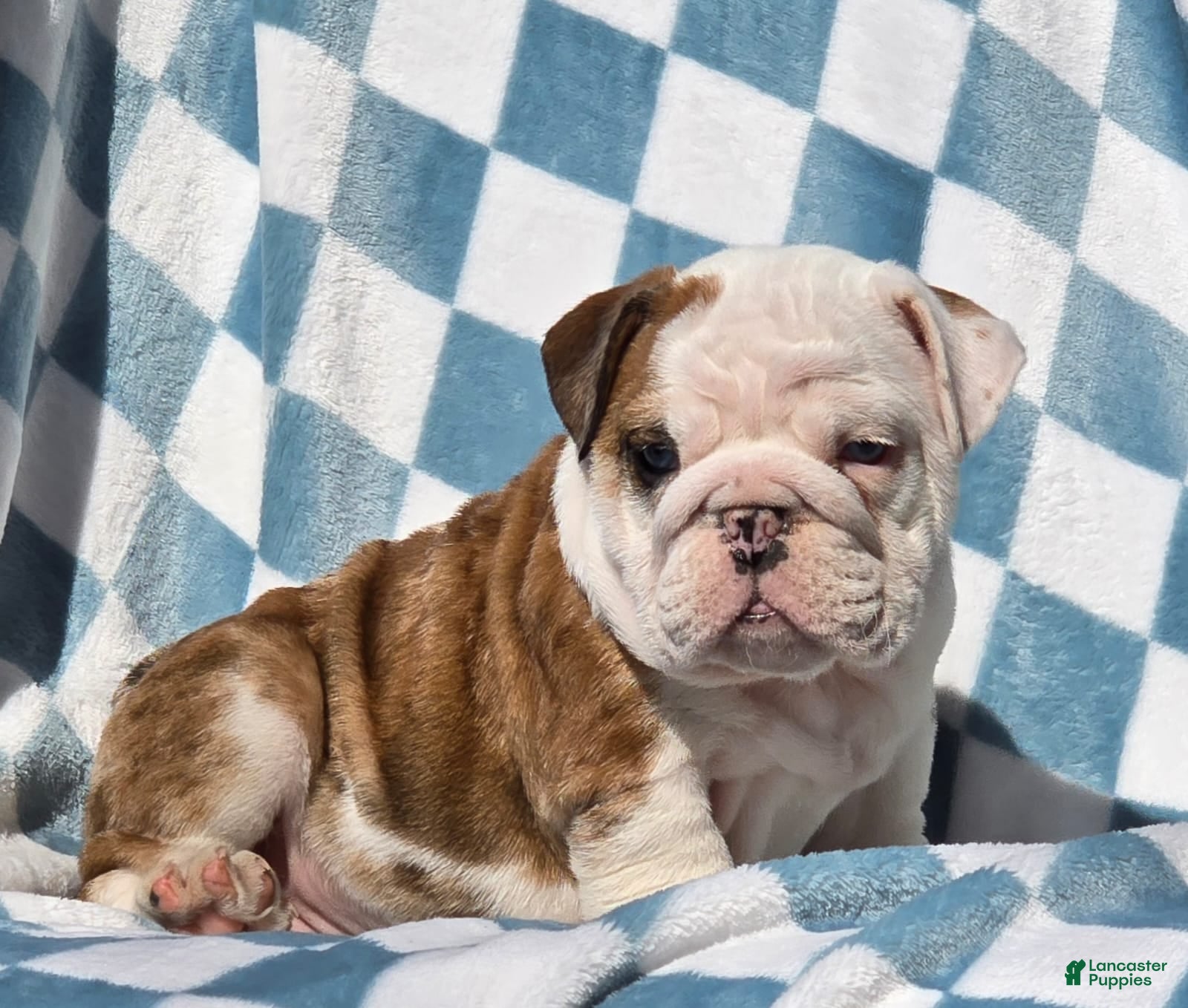 English Bulldog dogs Major - Ad 1