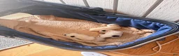 Malshi dogs for sale: Joy - Ad 7