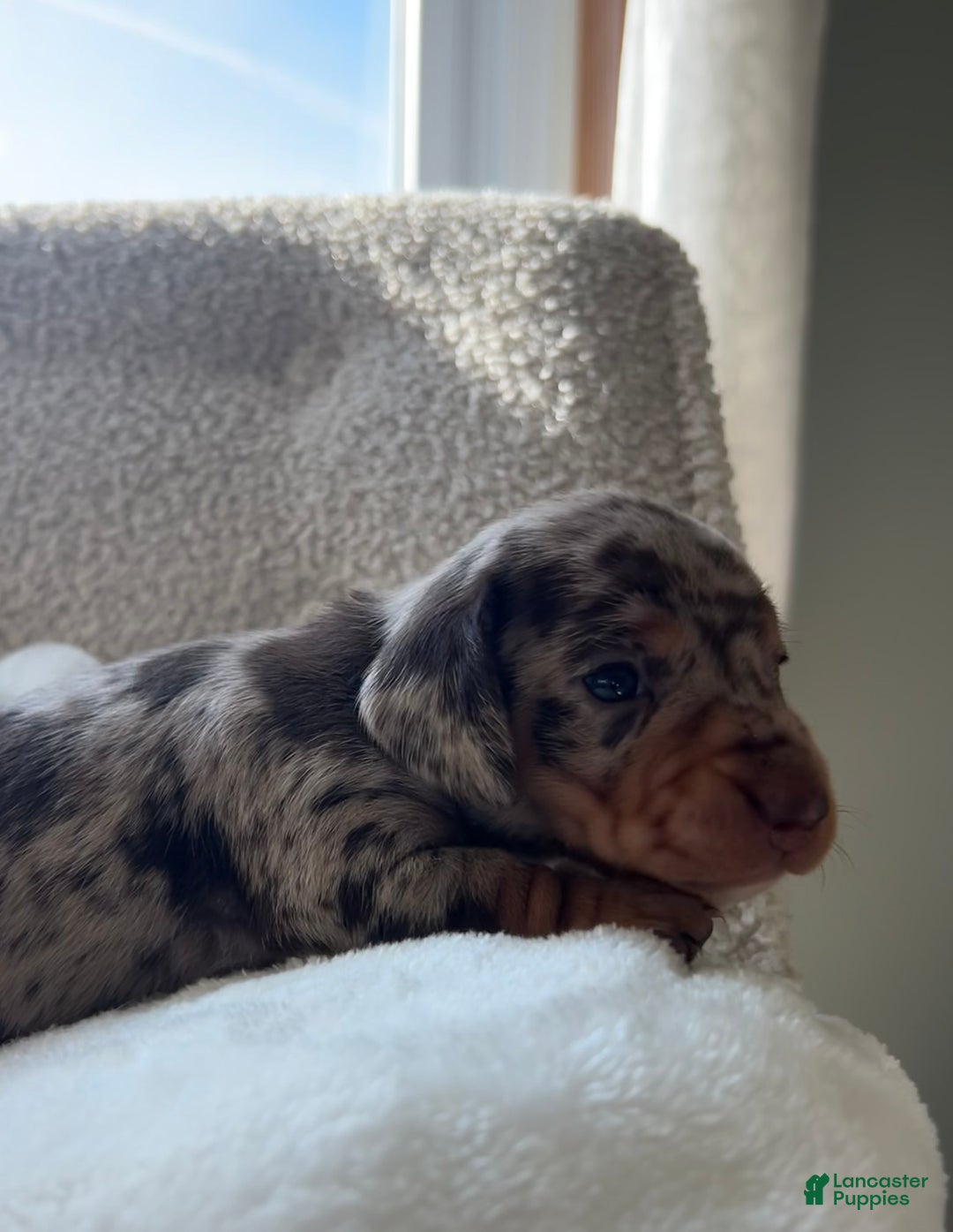 Miniature Dachshund dogs for sale: Roxy - Ad 13