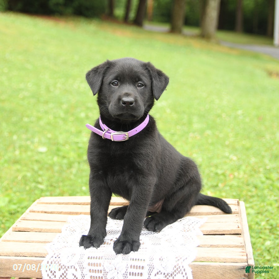 Labrador Retriever dogs Macaron - Ad 1