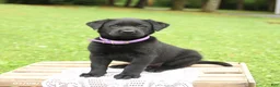 Labrador Retriever dogs for sale: Macaron - Ad 1