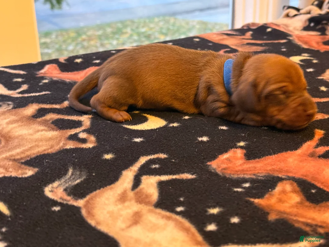 Dachshund dogs for sale: Oakley - Ad 1