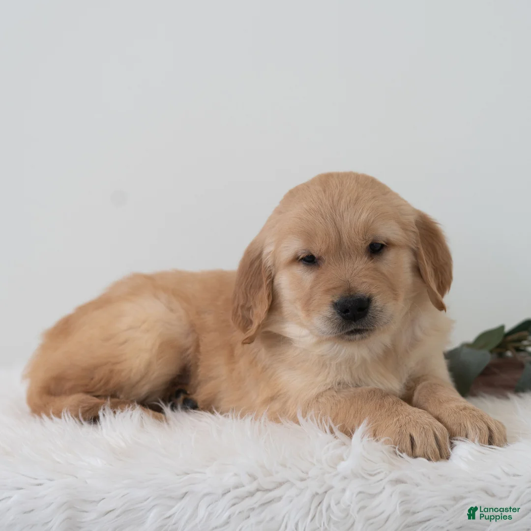 Golden Retriever dogs for sale: Snoopy - Ad 2