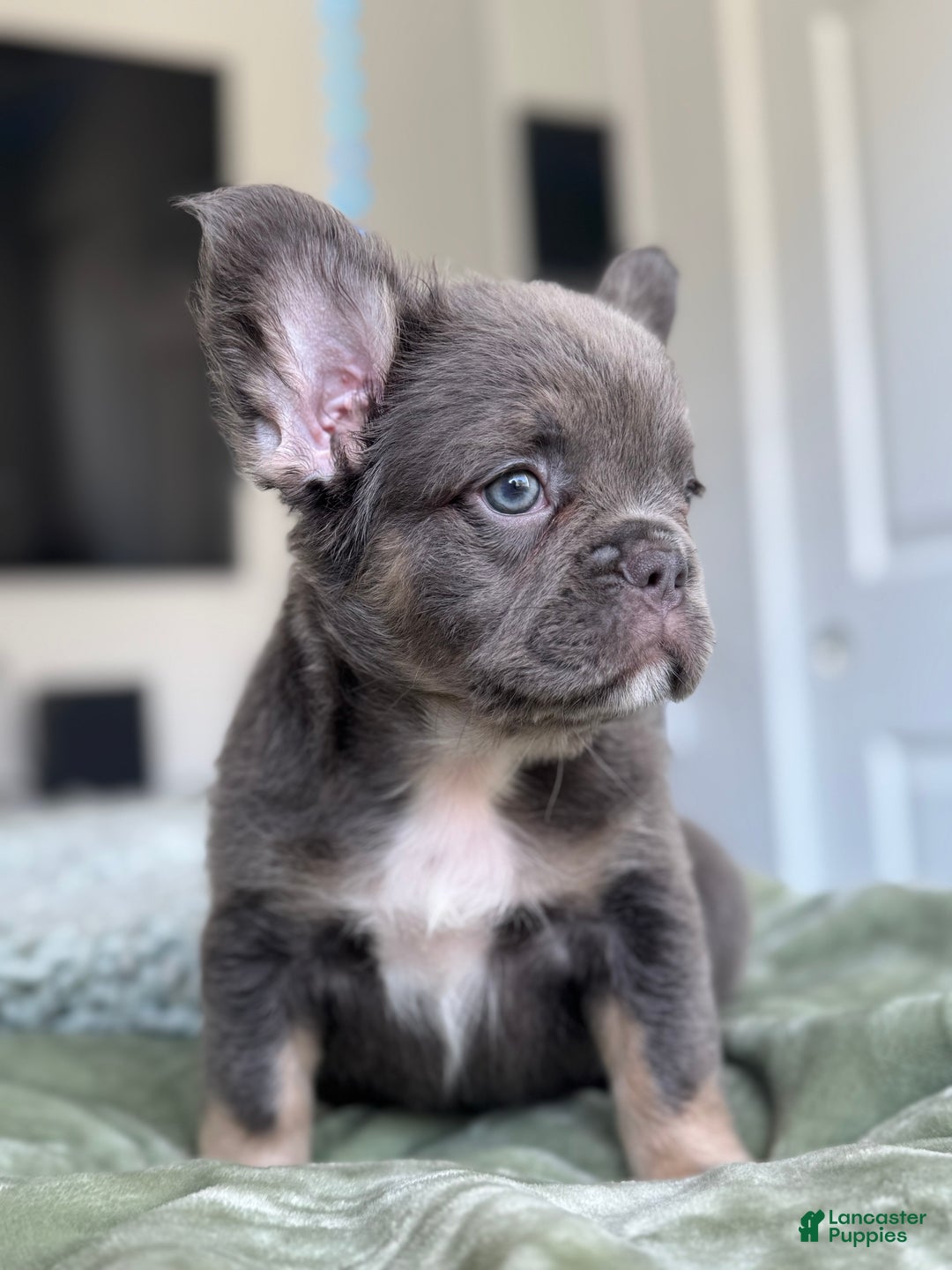 French Bulldog dogs for sale: Lilac tan Fluffy Female  - Ad 1