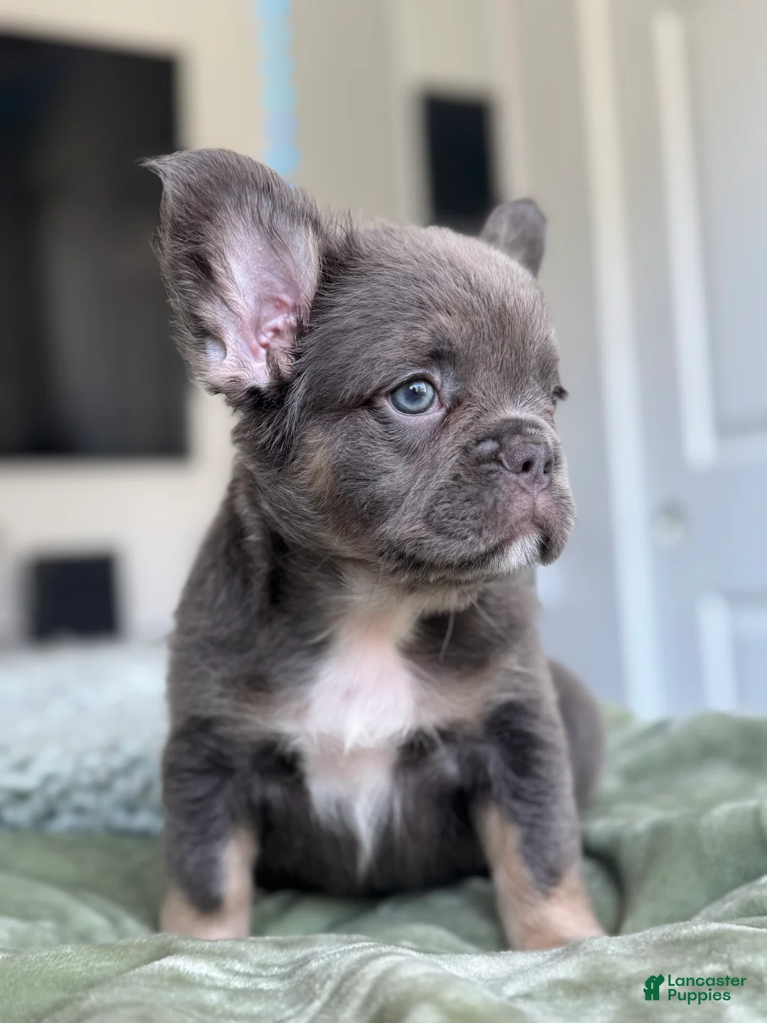 French Bulldog dogs for sale: Lilac tan Fluffy Female  - Ad 4