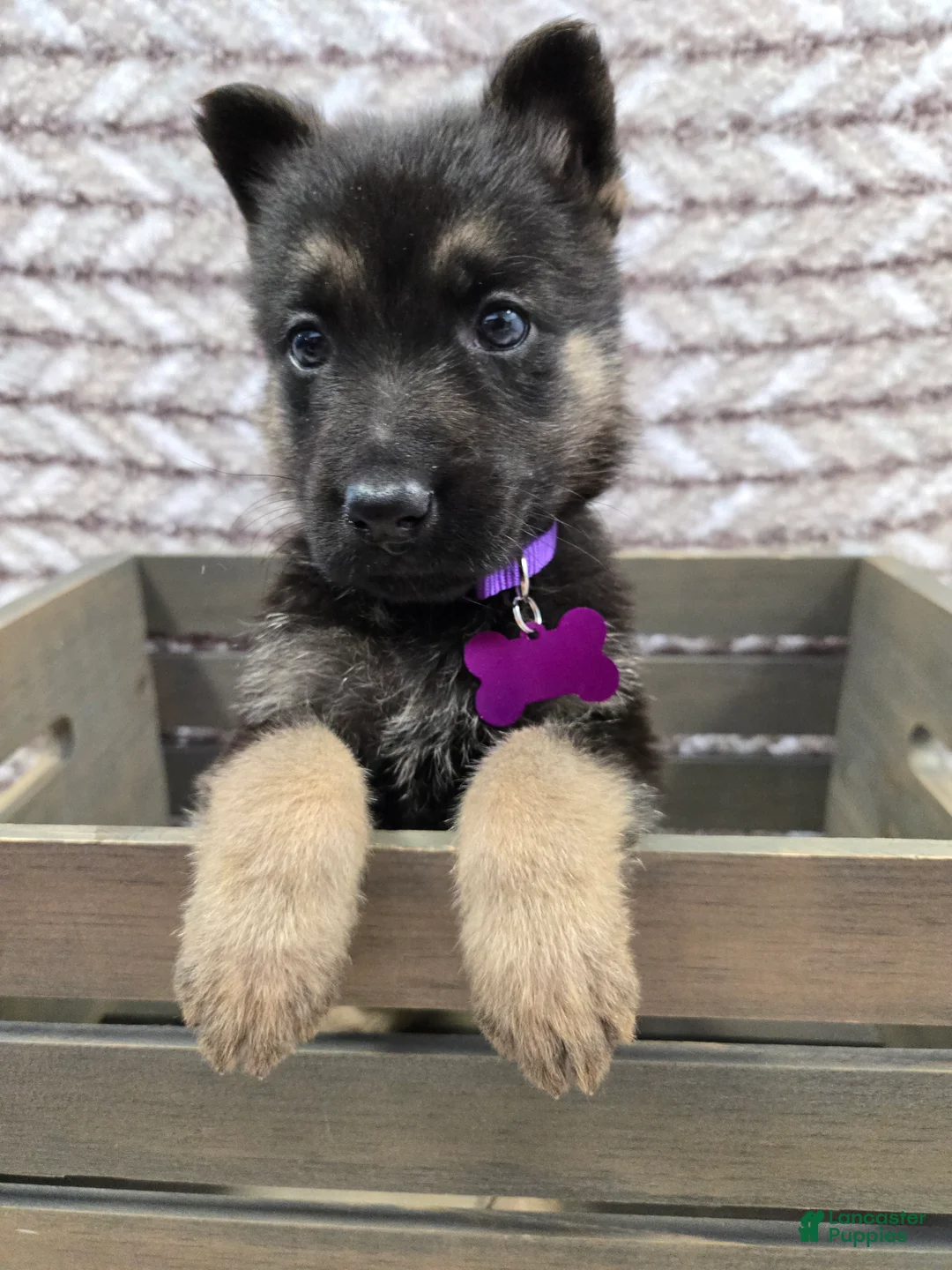 German Shepherd dogs for sale: Charli - Ad 3