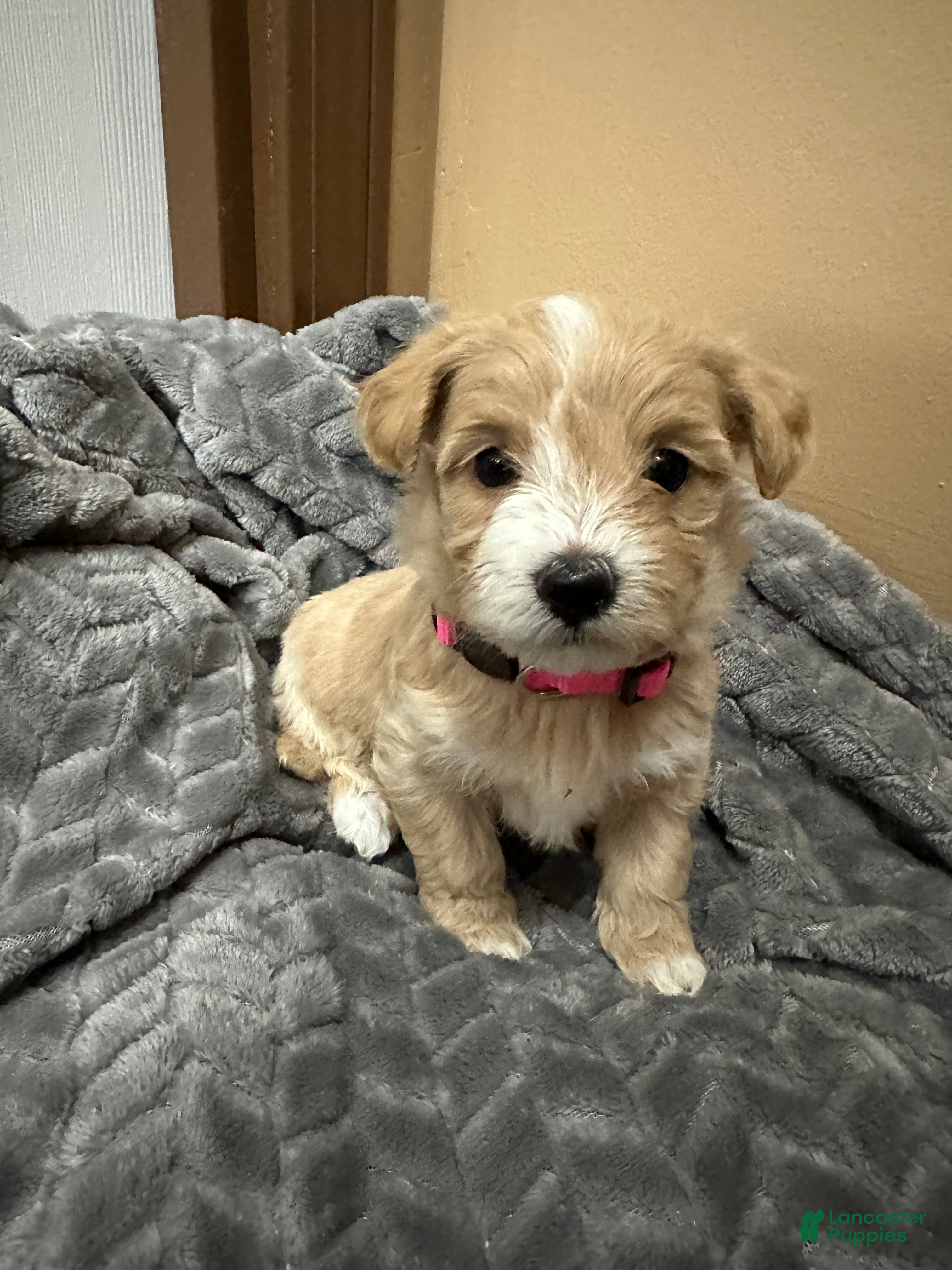 Maltipoo dogs Maltipoo 5 - Ad 12