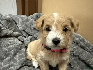 Maltipoo dogs Maltipoo 5 - Ad 4