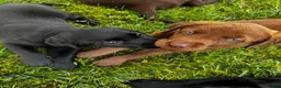 Labrador Retriever dogs for sale: Labrador Retriever 2 - Ad 8