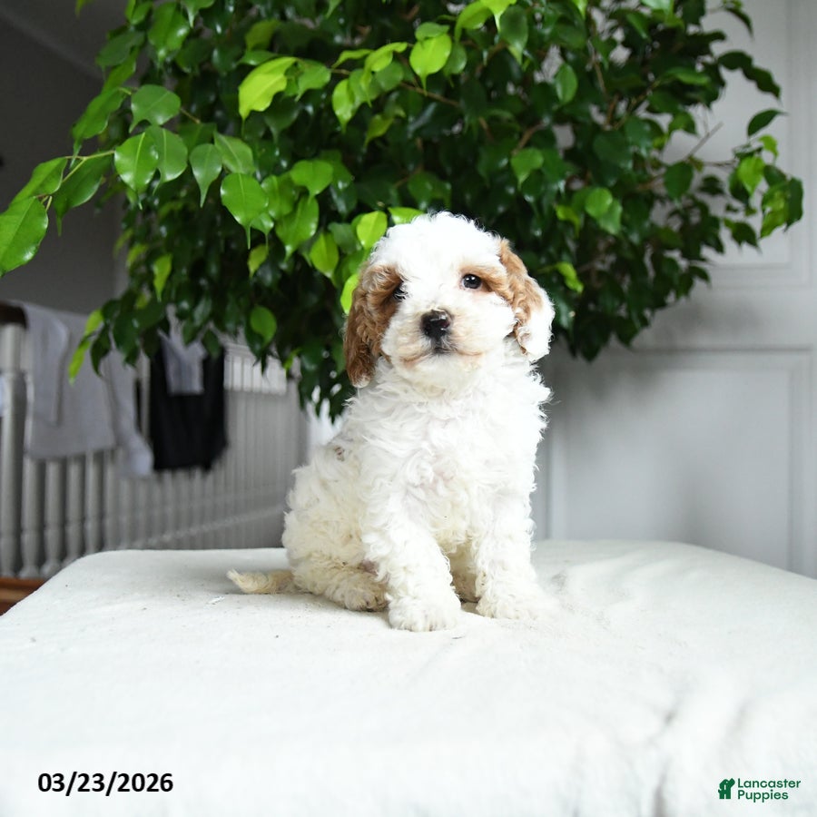 Miniature Poodle dogs Lizzy - Ad 2