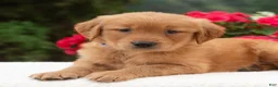 Golden Retriever dogs for sale: Karly  - Ad 4