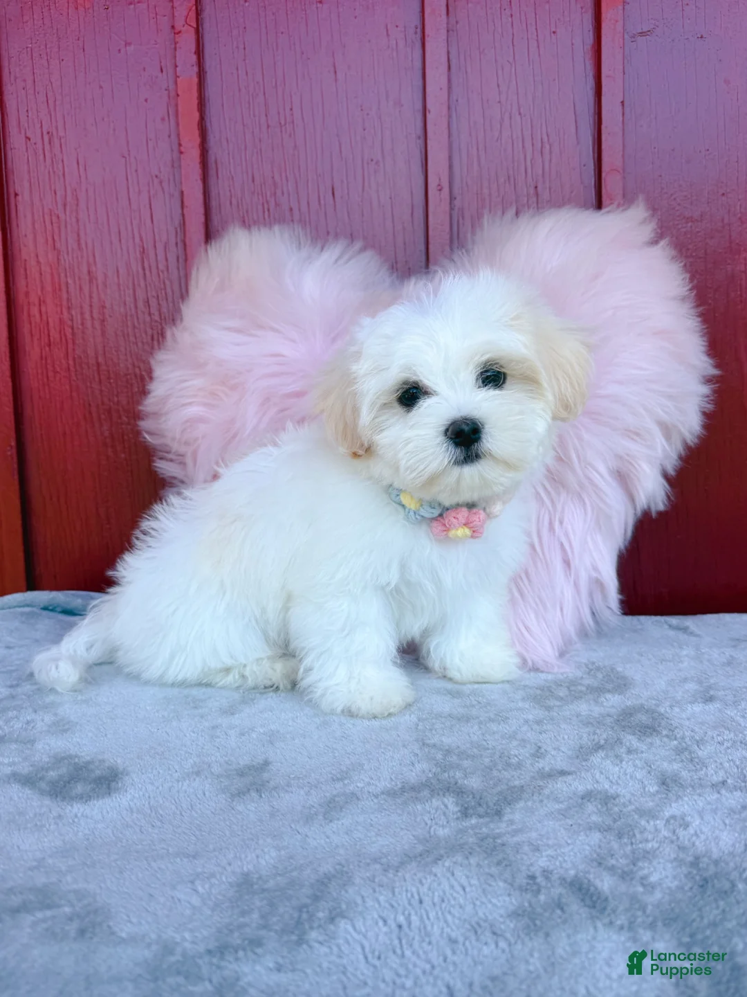 Malshi dogs for sale: 🧡Cheddar🧡 - Ad 2