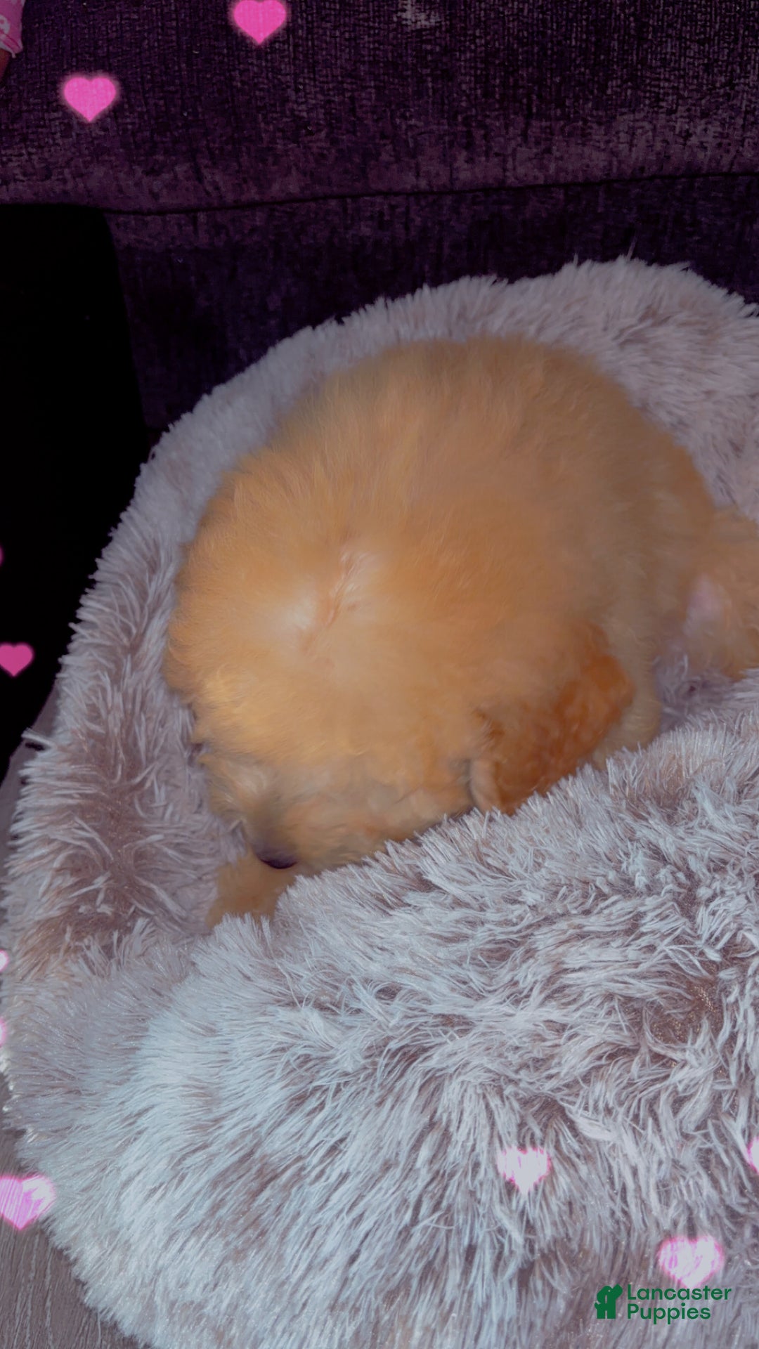 Mixed Breed dogs for sale: Bruno - Ad 7