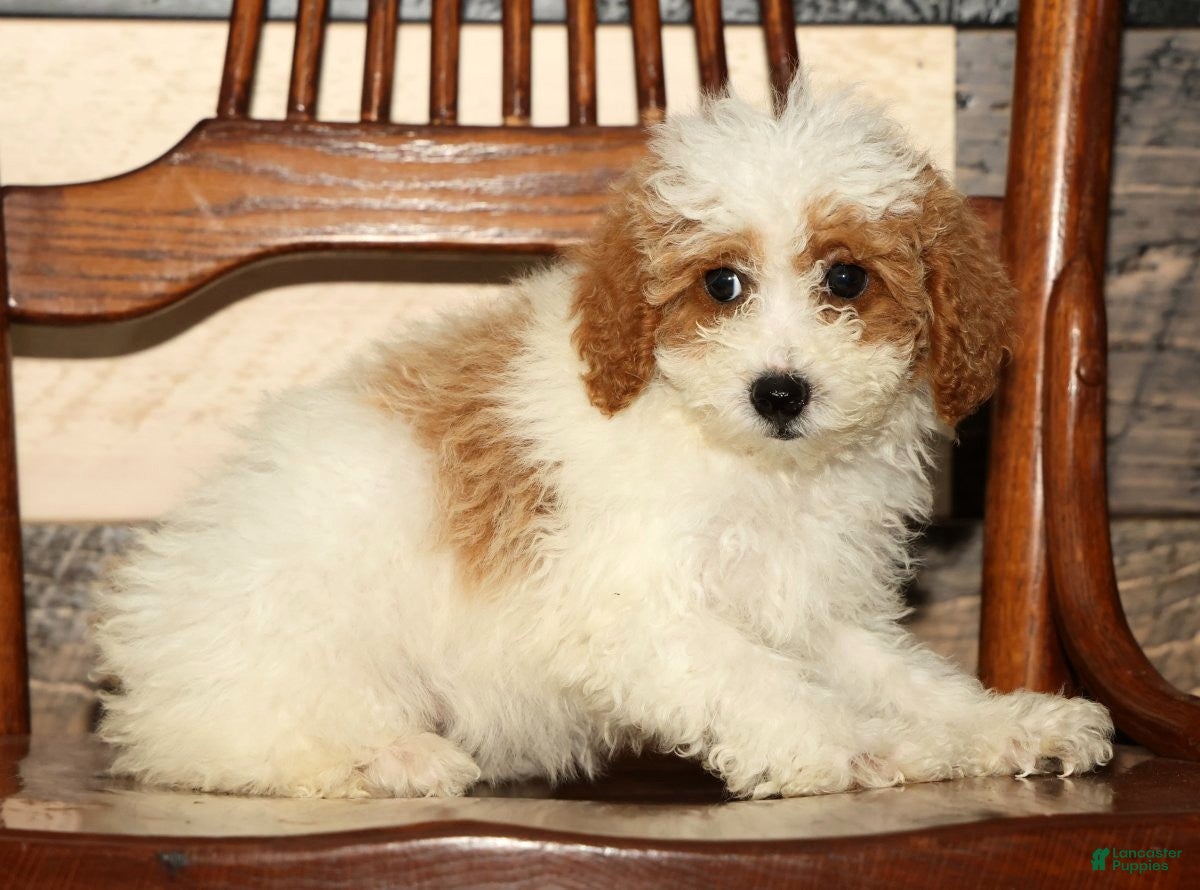 Miniature Poodle dogs Laney - Ad 2