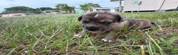 Mixed Breed dogs for sale: Larry - Ad 5